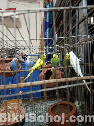 বাজিগর পাখি